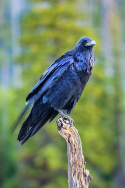 Yellowstone Milli Parkı, Wyoming ölü bir ağaçta oturuyor ortak karga (Corvus corax)