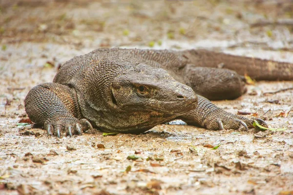 科莫多龙 说一下 躺在地上的林卡岛努沙登加拉省 印度尼西亚科莫多国家公园 它是蜥蜴的最大的生物物种 — 图库照片