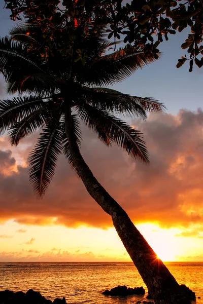 Leaning palm tree at sunrise in Lavena village on Taveuni Island, Fiji. Taveuni is the third largest island in Fiji.