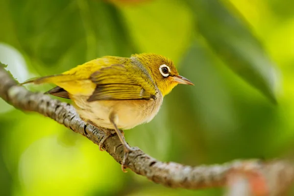 Fiji Olho Branco Zosterops Explorador Sentado Galho Árvore Endémica Das — Fotografia de Stock