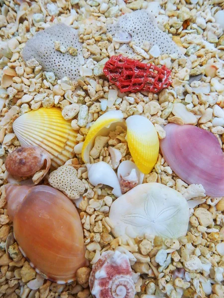 Nahaufnahme Von Muscheln Strand — Stockfoto