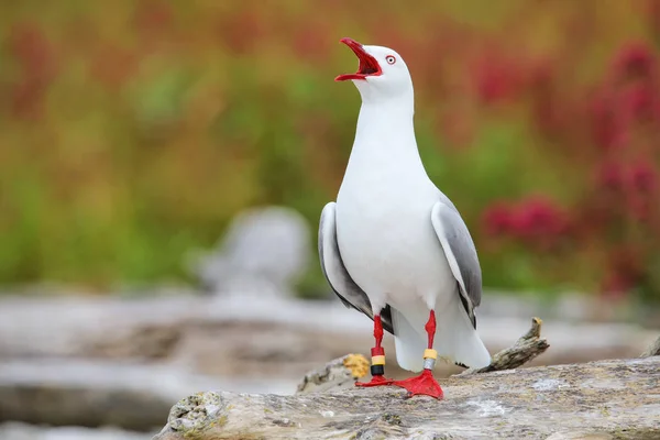 新西兰南岛凯库拉半岛 红嘴海鸥 腿上有带带 这只鸟原产于新西兰 — 图库照片