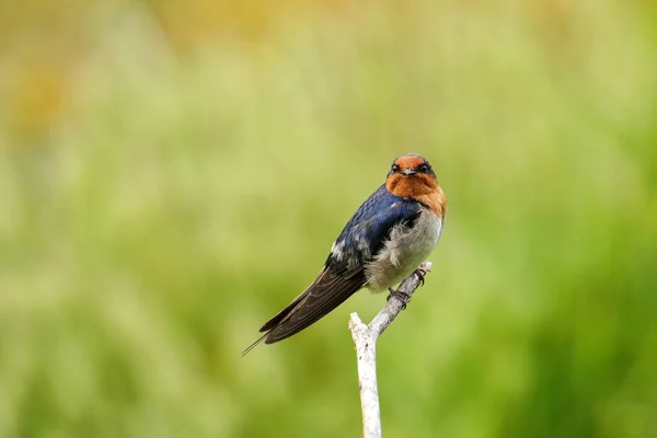 Bem Vindo Engolir Hirundo Tahitica Sentado Pau — Fotografia de Stock