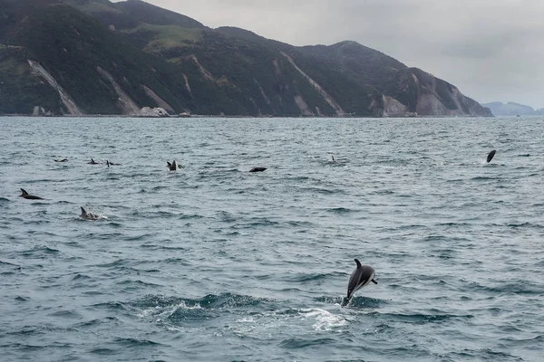 Dusky dolphins swimming off the coast of Kaikoura, New Zealand. Kaikoura is a popular tourist destination for watching and swimming with dolphins.