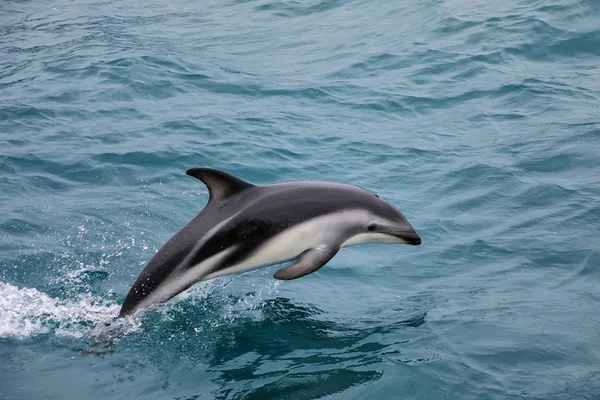 Dämmerung Delfinschwimmen Vor Der Küste Von Kaikoura Neuseeland Kaikoura Ist — Stockfoto