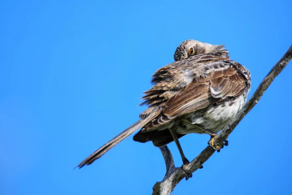 Hood Mockingbird Mimus Macdonaldi Espanola Island Galapagos National Park Ecuador — Stock Photo, Image