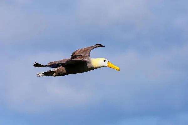 Albatroz Ondulado Phoebastria Irrorata Voo Ilha Espanola Parque Nacional Galápagos — Fotografia de Stock