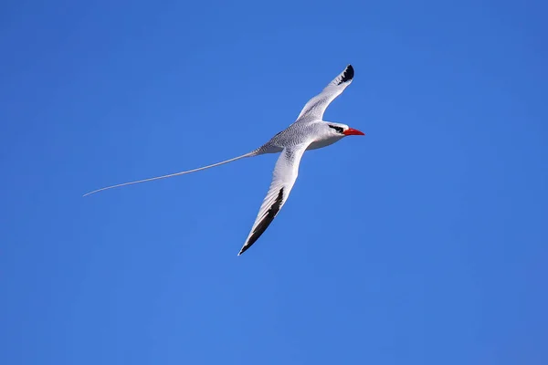 Tropicbird Pico Rojo Phaethon Aethereus Vuelo Isla Española Parque Nacional —  Fotos de Stock