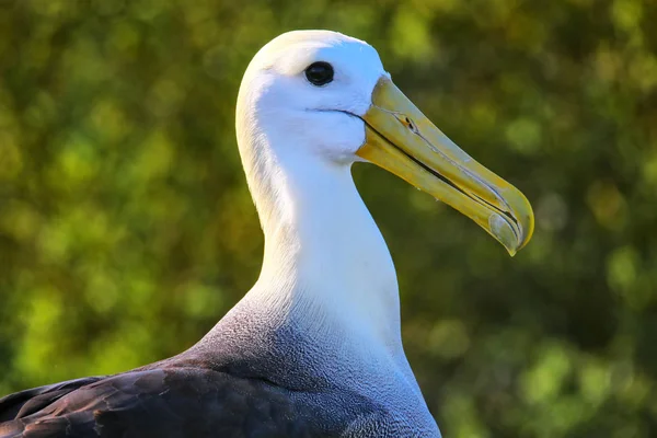 Portré Waved Albatrosz Phoebastria Irrorata Espanola Szigeten Galapagos Nemzeti Park — Stock Fotó