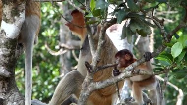 Labuk Bay, Sabah, Borneo, Malezya bir ağaçta oynayan hortum maymun (Nasalis larvatus) nasıl gitti? Hortum maymunlar Borneo Adası endemik.
