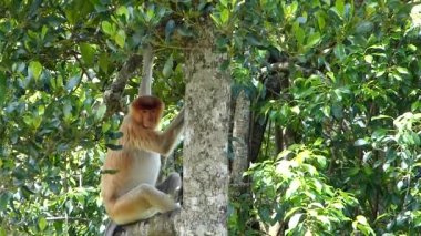 Proboscis maymunu (Nasalis larvatus) Labuk Körfezi, Sabah, Borneo, Malezya 'da bir ağaçta oturuyor. Hortumlu maymunlar Borneo adasına özgü..