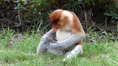 Labuk Bay, Sabah, Borneo, Malezya içinde yeme erkek hortum maymun (Nasalis larvatus). Hortum maymunlar Borneo Adası endemik.