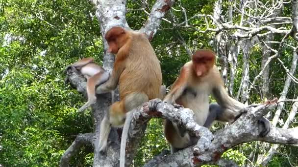 Monos Probóscis Nasalis Larvatus Sentados Árbol Labuk Bay Sabah Borneo — Vídeos de Stock