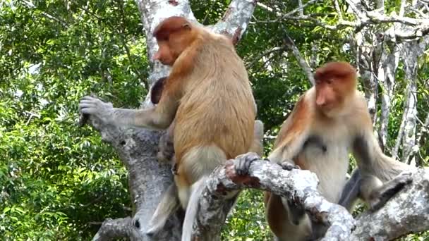 Monos Probóscis Nasalis Larvatus Sentados Árbol Labuk Bay Sabah Borneo — Vídeo de stock