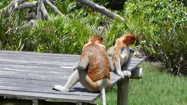 Proboscis Familiegroep Eten Het Voederen Platform Labuk Bay Sabah Borneo — Stockvideo