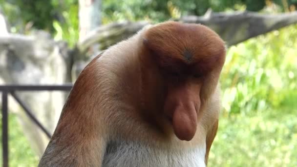 Mužské Proboscis Monkey Nasalis Larvatus Sedí Labuk Bay Sabah Borneo — Stock video