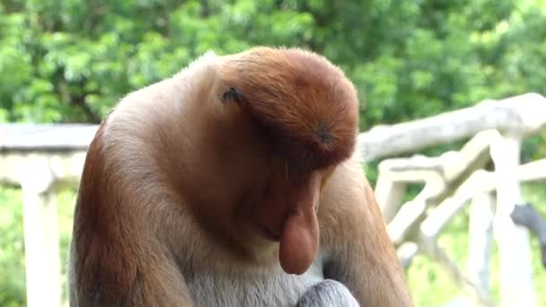 Macaco Proboscis Macho Nasalis Larvatus Sentado Labuk Bay Sabah Bornéu — Vídeo de Stock