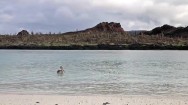 Kahverengi Pelikan Çin şapka beach Adası Galapagos Milli Parkı, Ekvator Yüzme