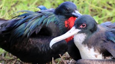 Erkek ve kadın büyük bir yuva, Genovesa Adası, Galapagos Milli Parkı, Ekvator üzerinde oturan paylaşırlar