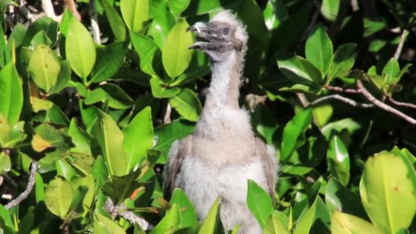 红脚鲣鸟 苏拉苏拉 Genovesa 厄瓜多尔加拉帕戈国家公园的小鸡 — 图库视频影像