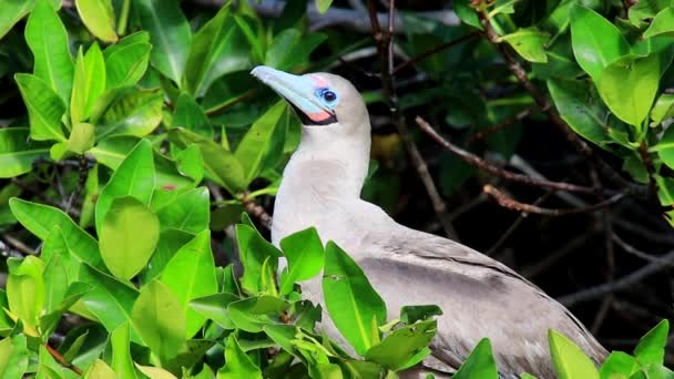 Roodpootgent Sula Sula Zitten Een Boom Genovesa Eiland Galapagos Nationaal — Stockvideo