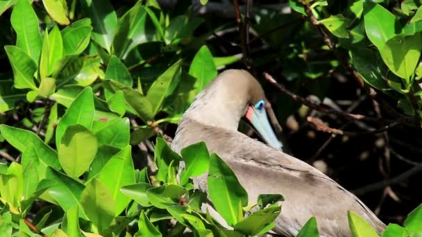Roodpootgent Sula Sula Zitten Een Boom Genovesa Eiland Galapagos Nationaal — Stockvideo