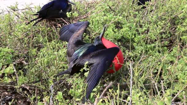 Erkek Büyük Frigatebird Genovesa Adada Galapagos Milli Parkı Ekvador Görüntüleme — Stok video