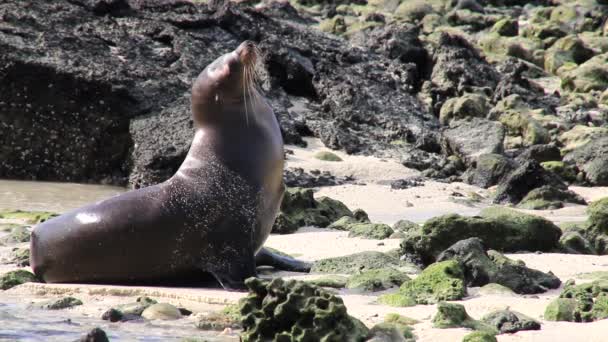 Otarie Des Galapagos Sur Plage Île Gênes Parc National Des — Video