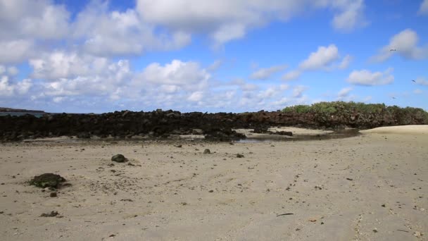 Praia Areia Grande Baía Darwin Ilha Genovesa Parque Nacional Galápagos — Vídeo de Stock