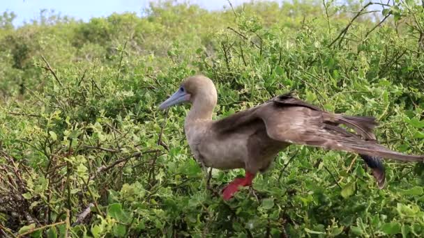 Kırmızı Paçalı Sümsük Sula Sula Genovesa Adası Galapagos Milli Parkı — Stok video