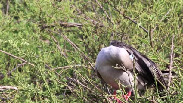 Roodpootgent Sula Sula Verzorgen Genovesa Eiland Galapagos Nationaal Park Ecuador — Stockvideo