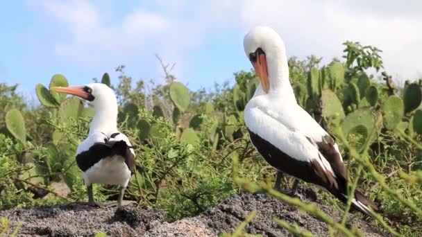 Nazca Boobies Sur Île Genovesa Parc National Des Galapagos Équateur — Video