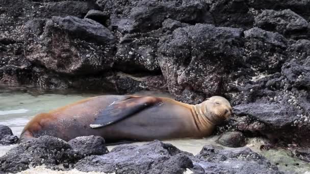 Galapagos Leone Marino Sulla Spiaggia Sull Isola Genovesa Parco Nazionale — Video Stock