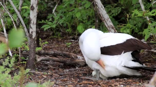 Nazca Booby Sula Granti Verzorgen Genovesa Eiland Galapagos Nationaal Park — Stockvideo