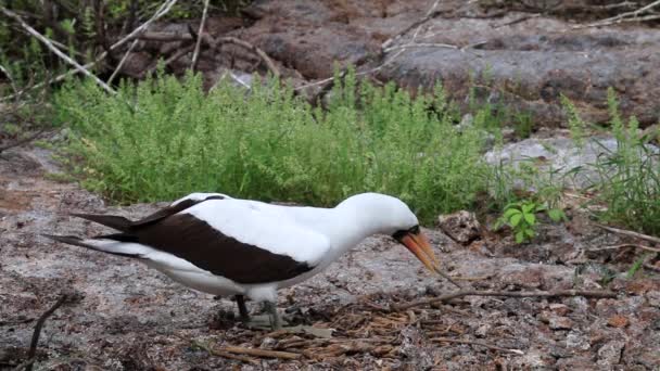 Mężczyzna Nazca Booby Sula Granti Budynek Gniazdo Wyspa Genovesa Park — Wideo stockowe