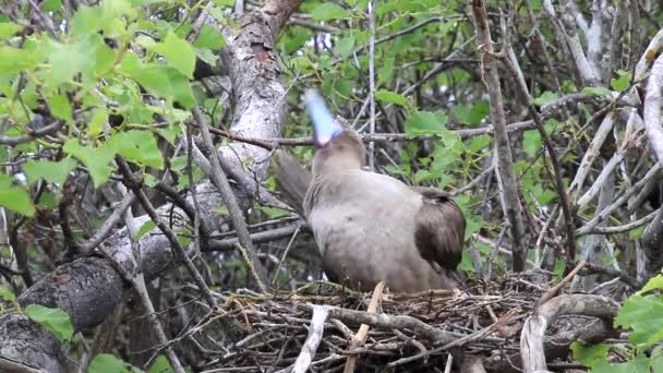 Roodpootgent Sula Sula Verzorgen Een Nest Genovesa Eiland Galapagos Nationaal — Stockvideo