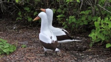 Nazca Memeleri çiftleşme ritüeli yapıyor, Genovesa Adası, Galapagos Ulusal Parkı, Ekvador