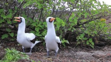 Nazca Memeleri çiftleşme ritüeli yapıyor, Genovesa Adası, Galapagos Ulusal Parkı, Ekvador