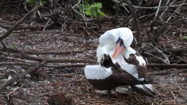 Nazca Genovesa adada, Galapagos Milli Parkı, Ekvador damat bubi (Sula granti)