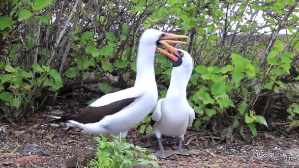 Nazca Memeleri Çiftleşme Ritüeli Yapıyor Genovesa Adası Galapagos Ulusal Parkı — Stok video