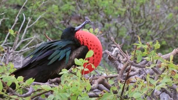 Männlicher Großer Fregatebird Fregata Minor Auf Genovesa Island Galapagos Nationalpark — Stockvideo