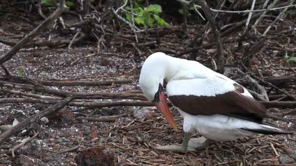 Nazca Booby Sula Granti Grooming Genovesa Island Galapagos National Park — Stock Video