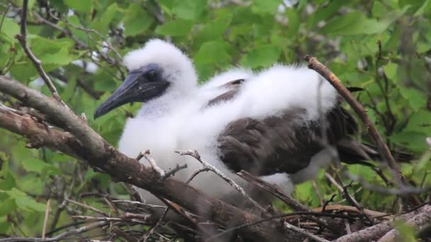 位于厄瓜多尔加拉帕戈斯国家公园 Genovesa 岛的一窝红脚诱杀鸡 — 图库视频影像