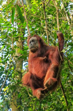 Sumatra, Endonezya 'daki Gunung Leuser Ulusal Parkı' ndaki bir ağaçta oturan dişi Sumatra orangutanı (Pongo abelii). Sumatra orangutanı, Sumatra 'nın kuzeyine özgü ve ciddi bir tehlike altında..