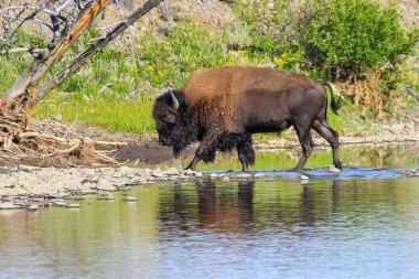 Bison Nehri Lamar Vadisi, Yellowstone Ulusal Parkı, Wyoming, ABD