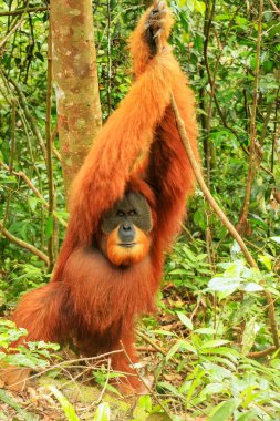 Erkek Sumatra orangutanı (Pongo abelii) Gunung Leuser Ulusal Parkı, Sumatra, Endonezya 'da yerde duruyor. Sumatra orangutanı, Sumatra 'nın kuzeyine özgü ve ciddi bir tehlike altında..