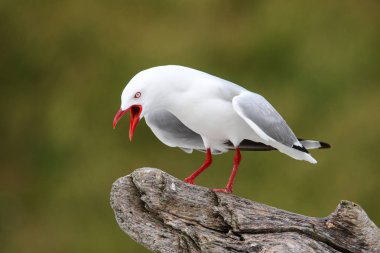 Kırmızı gagalı martı Calling, Kaikoura Yarımadası, South Island, Yeni Zelanda. Yeni Zelanda için yerel bir kuştur.
