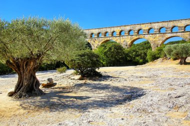 Pont du Gard, Güney Fransa büyüyen eski zeytin ağaçları. Tüm yükseltilmiş Roma su kemerlerinin en yüksek olduğu.