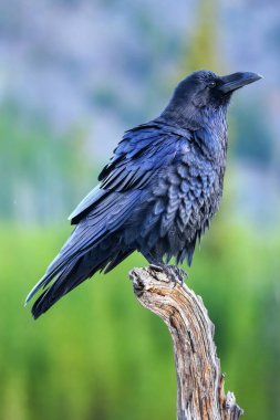 Yellowstone Milli Parkı, Wyoming ölü bir ağaçta oturuyor ortak karga (Corvus corax)
