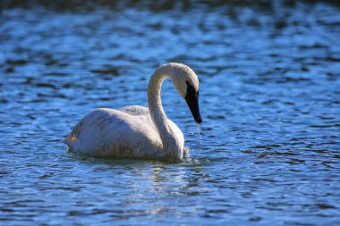 Yellowstone Milli Parkı, Wyoming, ABD trompetçi Kuğu (Cygnus buccinator)